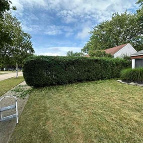 Bush Trimming by Rays Lawn Grooming & Snow Removal LLC reviewed on June 9, 2022