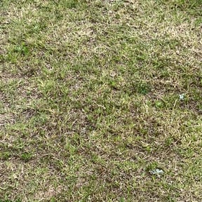 Lawn Seeding by Staples Lawn Care Services reviewed on April 2, 2025