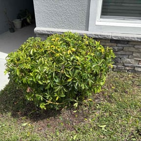 Bush Trimming by J&D Lawn Care Services & More LLC reviewed on May 4, 2025