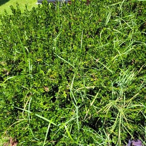 Bush Trimming by Earthmovers Landscaping reviewed on March 19, 2025