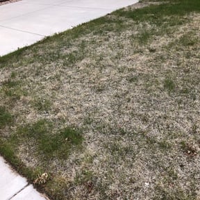 Weed Pulling by April Showers Landscape Maintenance reviewed on May 13, 2025