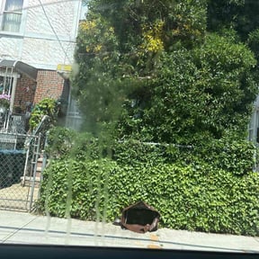 Bush Trimming by TruGreen LawnCare reviewed on July 18, 2025