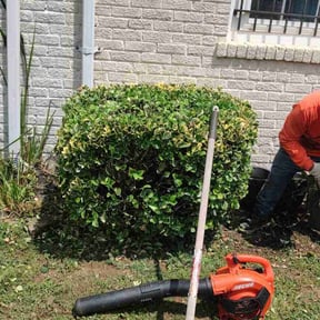 Bush Trimming by I WANNA MOW reviewed on June 25, 2022
