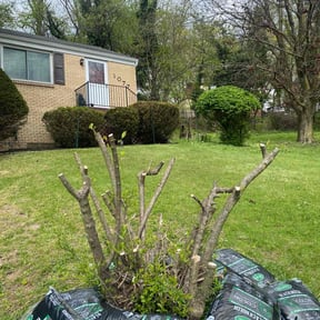 Bush Trimming by 4 You Landscaping LLC reviewed on December 8, 2024