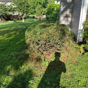 Bush Trimming by Thomas Kelly Home Services reviewed on May 9, 2022