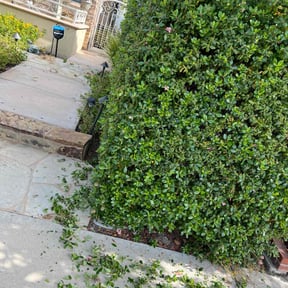 Bush Trimming by ShiftChange LLC Lawn Service reviewed on November 17, 2021