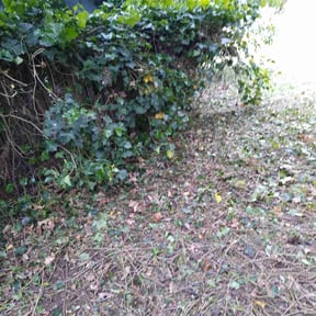 Leaf Removal by AMA Handyman Services LLC reviewed on November 12, 2021