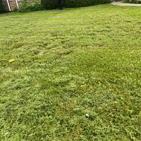 Bush Trimming by Gtpi lawn Care reviewed on June 4, 2022