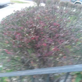 Bush Trimming by JJ Aguilar Lawn Care Inc reviewed on December 3, 2024