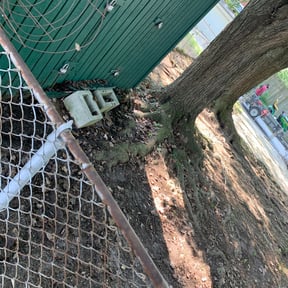 Leaf Removal by Sage Landcrafters reviewed on June 25, 2022