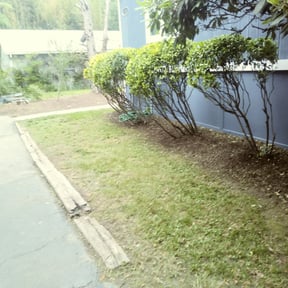 Bush Trimming by The guy property maintenance reviewed on June 28, 2022
