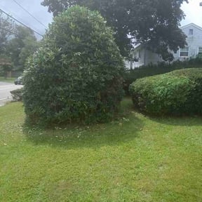 Bush Trimming by real lawn service reviewed on October 19, 2021