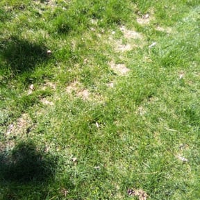 Leaf Removal by Garcia Services reviewed on July 16, 2025
