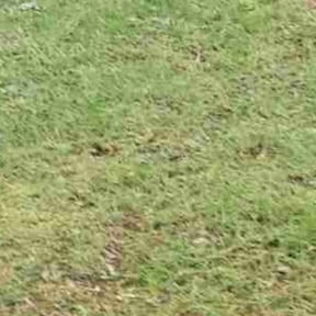 Leaf Removal by OPN Lawn Care reviewed on July 28, 2025