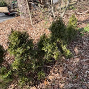 Bush Trimming by The Wright Lawn Care reviewed on April 24, 2022
