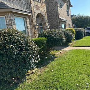 Bush Trimming by LSLTDallas/FortWorthTruGreen reviewed on November 8, 2024