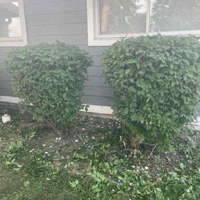 Bush Trimming by Green Ranch Lawncare and Pressure Washing reviewed on May 16, 2022