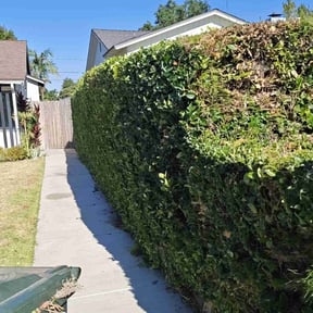 Bush Trimming by K.I.S.S. lawn care reviewed on April 28, 2025