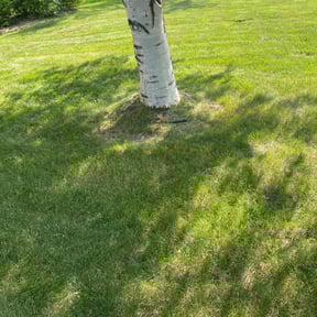 Bush Trimming by A1 Lawn Care reviewed on April 25, 2025