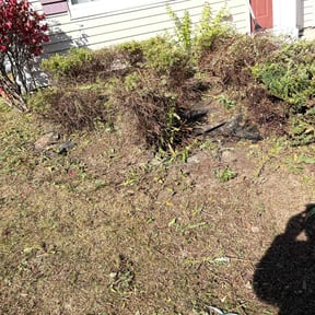 Bush Trimming by L&J Investment Properties reviewed on July 20, 2022