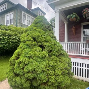 Bush Trimming by Paparo Lawn Care reviewed on October 12, 2022