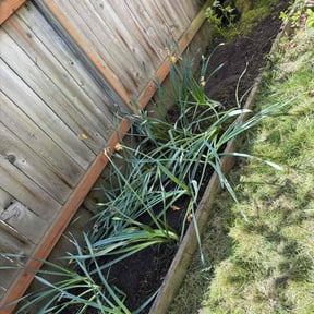 Flower Bed Weeding by Helping Hands LawnCare reviewed on August 4, 2022