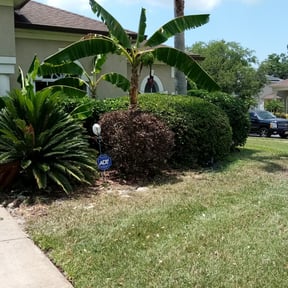 Bush Trimming by Rays Lawn Care reviewed on July 15, 2022