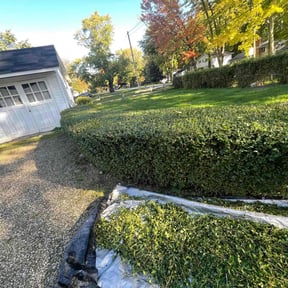 Bush Trimming by McGregor's landscaping reviewed on June 15, 2022
