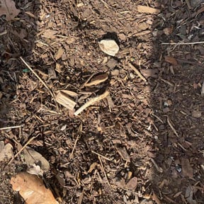 Weeding by L.H. landscaping & hardscaping reviewed on August 1, 2022