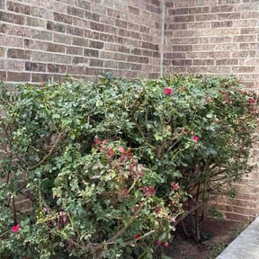 Bush Trimming by Cuñados Landscaping reviewed on July 25, 2025