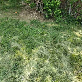 Leaf Removal by Trevor Hall reviewed on May 10, 2022