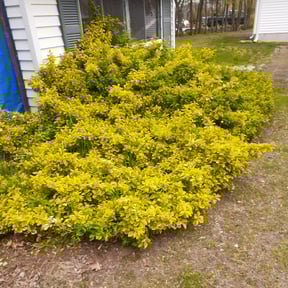Bush Trimming by Mowtown Grounds Management reviewed on May 18, 2022