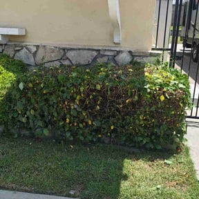 Bush Trimming by MH Upstate Landscaping Inc reviewed on July 24, 2022