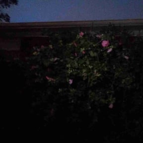 Bush Trimming by Active Lawn Care &amp; Landscapes reviewed on April 19, 2025