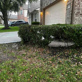Bush Trimming by Precision Landscaping & more reviewed on July 13, 2022