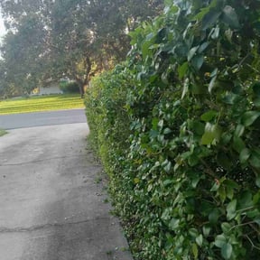 Bush Trimming by 3GUYSLAWNCARE reviewed on December 8, 2021