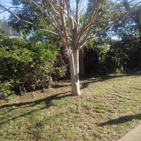 Bush Trimming by Davis Lawn Care Services LLC reviewed on May 9, 2022