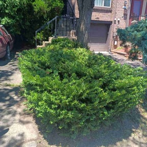 Bush Trimming by Jackson Quality Landscape reviewed on April 16, 2022