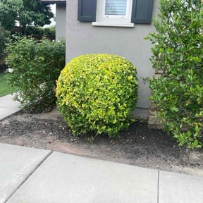 Bush Trimming by Averyscapes, LLC reviewed on July 14, 2022