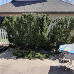 Bush Trimming by Regiment Property And Lawncare Inc reviewed on June 1, 2022