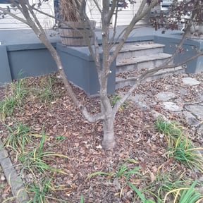 Bush Trimming by Green T's Lawn & Landscape reviewed on April 19, 2025