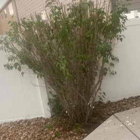 Bush Trimming by Nicks Lawn Care reviewed on June 29, 2025