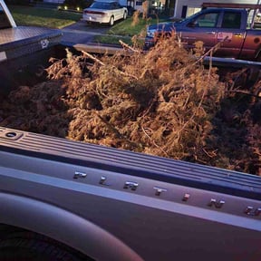 Leaf Removal by Christopher Dejesus reviewed on June 20, 2022