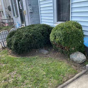 Bush Trimming by Rocky's Lawn Care reviewed on July 23, 2021