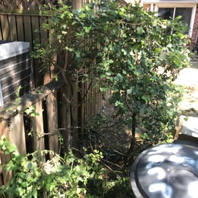 Bush Trimming by Pinedas Lawn Mowing Pro reviewed on July 25, 2025