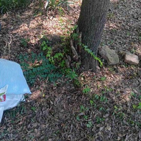 Bush Trimming by Do it,did it, DONE reviewed on November 21, 2024