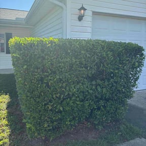 Bush Trimming by Pro Lawn Crafters reviewed on April 15, 2025