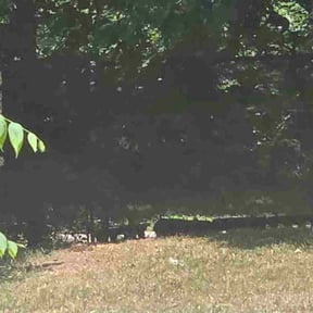 Cleanups by L&R Lawn Care LLC. reviewed on September 7, 2023