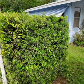 Bush Trimming by Mefy Morales reviewed on July 17, 2022