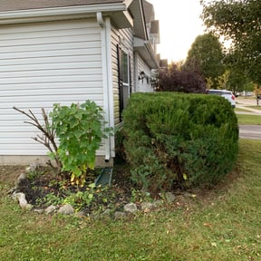 Bush Trimming by Howards Elite Lawn Care and Landscaping reviewed on May 1, 2025